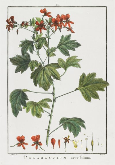 Pelargonium Acerifolium, from 